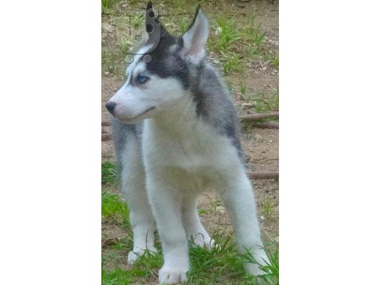 Κουτάβια Siberian Husky